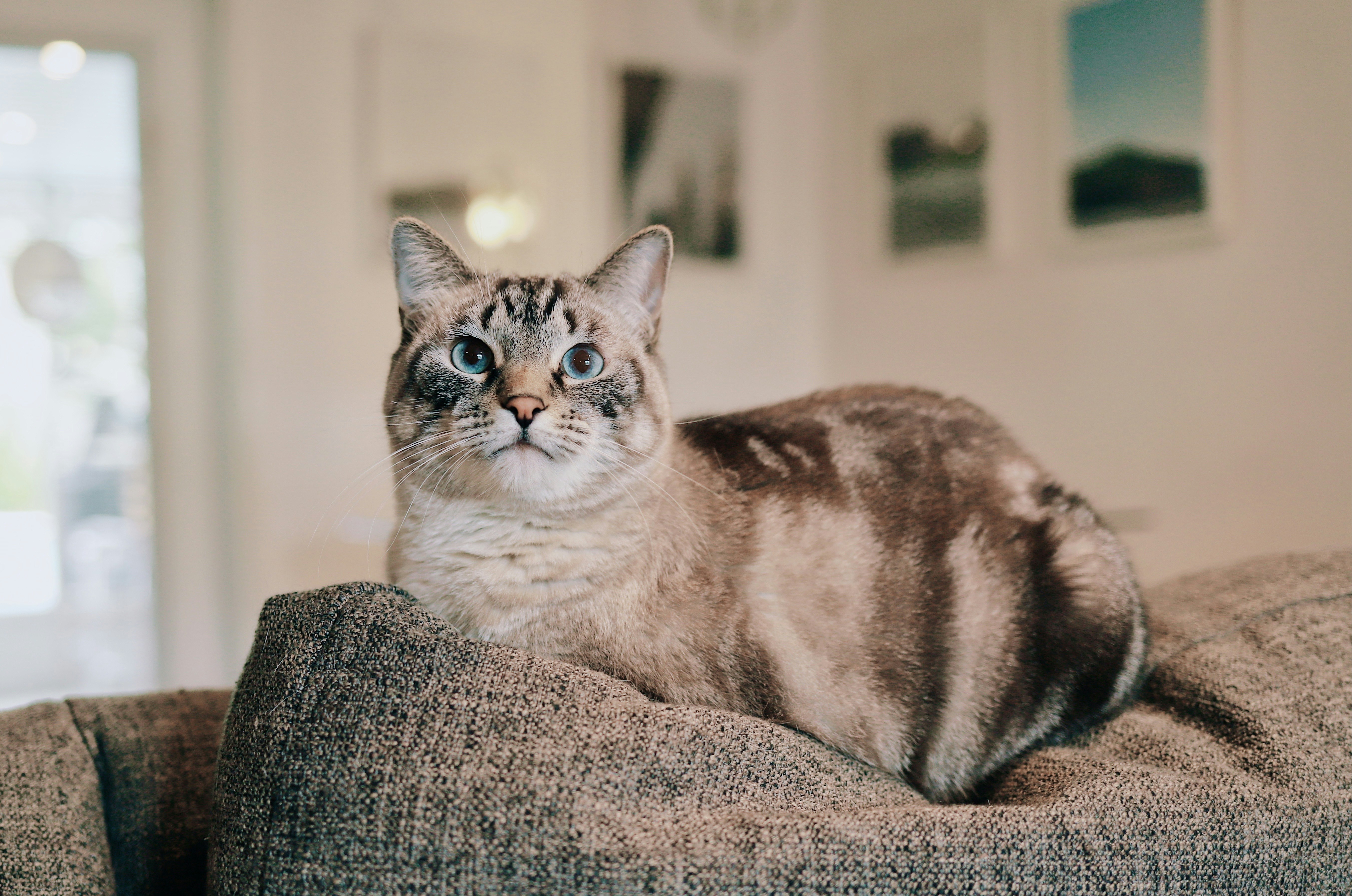 brown and white cat on gray textile